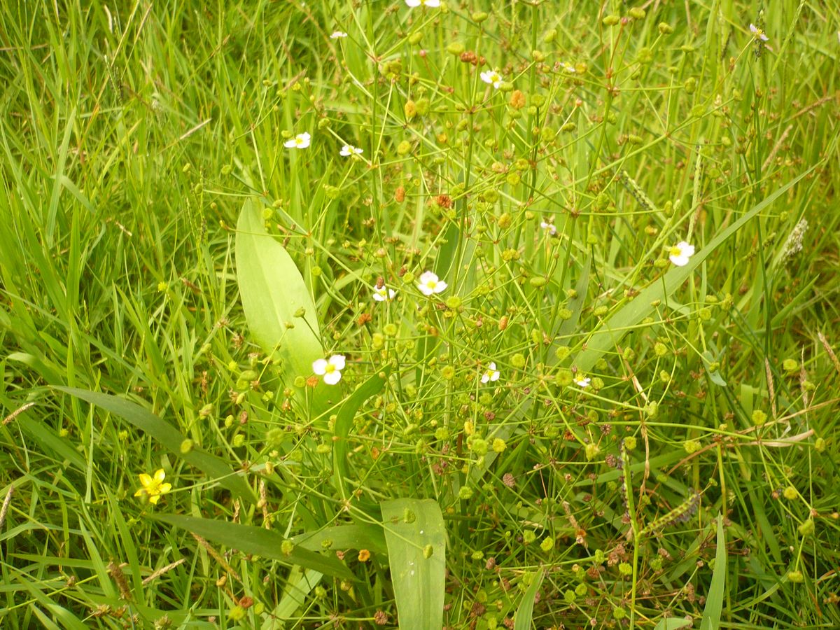 Alisma lanceolatum (Alismataceae)